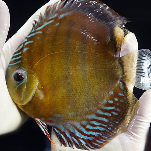 jacarecappa-wild-discus-wattley-discus