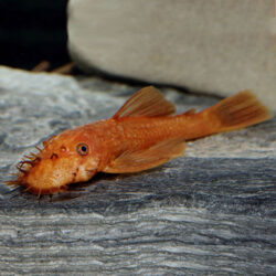 Super-Red-Bushynose-Pleco-at-wattley-discus