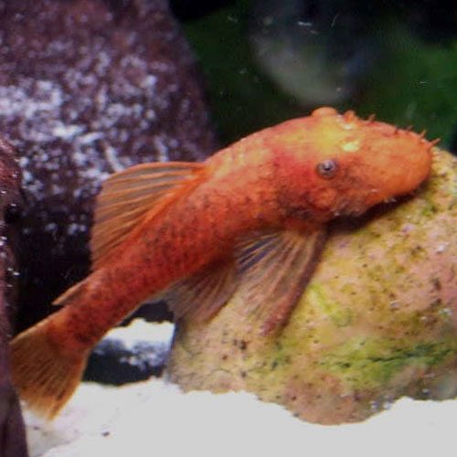 Super-Red-Albino-Bushynose-Pleco-wattley-discus