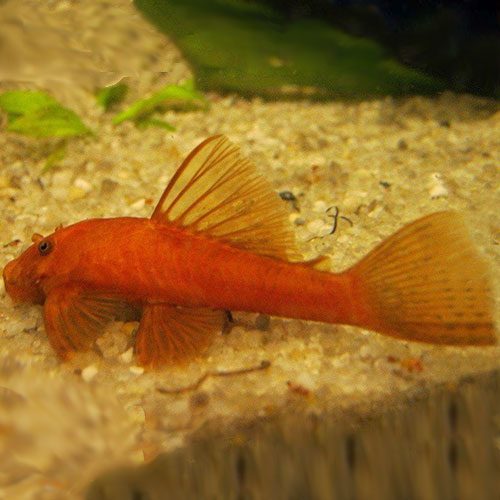 Super-Red-Albino-Bushynose-Pleco-wattley-discus-shop