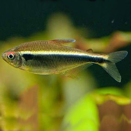 black-neon-tetra-wattley-discus