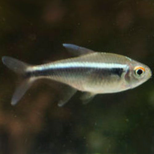 black-neon-tetra-wattley-discus