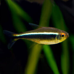 black-neon-tetra-wattley-discus