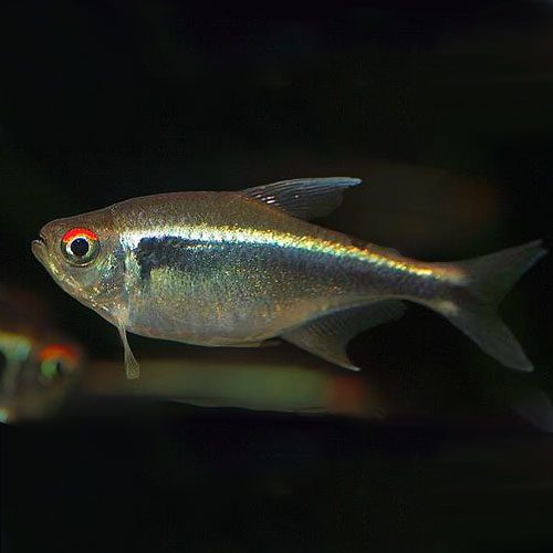 black-neon-tetra-wattley-discus