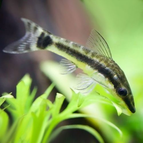 oto-catfish-otocinclus-wattley-discus