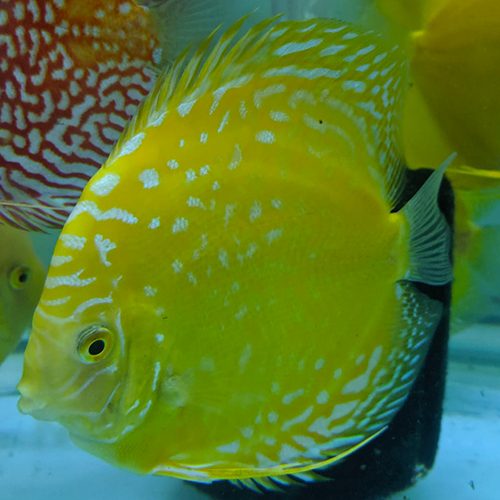 yellow-reflesia-wattley-discus