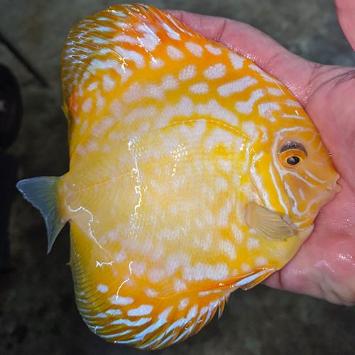 yellow-reflesia-wattley-discus