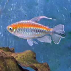 congo-tetra-wattley-discus