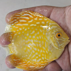 Albino-Checkerboard-Yellow-Panda-never-pepper-panda-wattley-discus