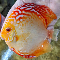 Albino-High-Body-Sunshine-never-pepper wattley discus