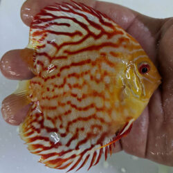 albino-red-panda-no-pepper-wattley-discus