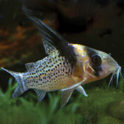 Corydoras-Brevirostris-High-Fin-wattley-discus