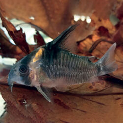 Corydoras-High-Fin-wattley-discus