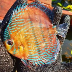 Royal-Blue-Cuipea-Wattley-Discus