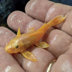 blue-eyed-lemon-bristle-nose-pleco-at-wattley-discus