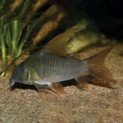 slate-cory-Corydoras-at-wattley-discus