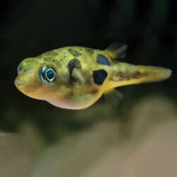 dwarf-puffer-fish-wattley-discus