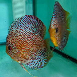 eruption-discus-breeding-pairs-wattley-discus