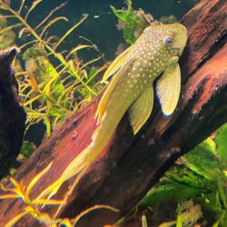 Green-Phantom-Pleco-L200-wattley-discus