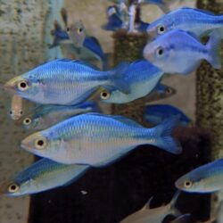 rainbow-fish-wattley-discus