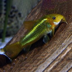 Green-Laser-corydoras-wattley-discus