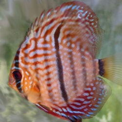 F1-Ica-Red-Discus-Wattley-Discus