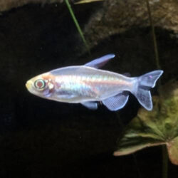 Wattley-Discus-Albino-Congo-Tetra