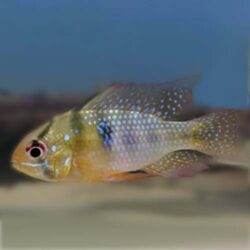 wild-german-ram-wattley-discus