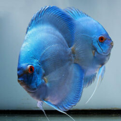 blue-diamond-breeding-pair