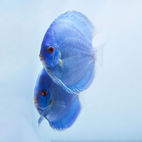 blue-diamond-breeding-pair