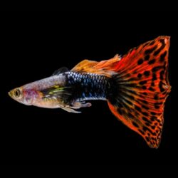 Fancy-Guppy-Wattley-Discus