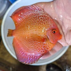 Leopard Blue Panda Discus Wattley Discus