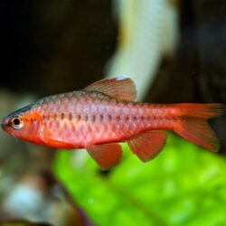 Longfin Cherry Barb Wattley Discus