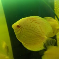 Wattley Discus Albino Turquoise